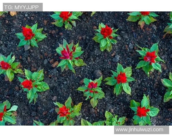 专访周芳：探寻排球背后的成功秘诀与奋斗历程